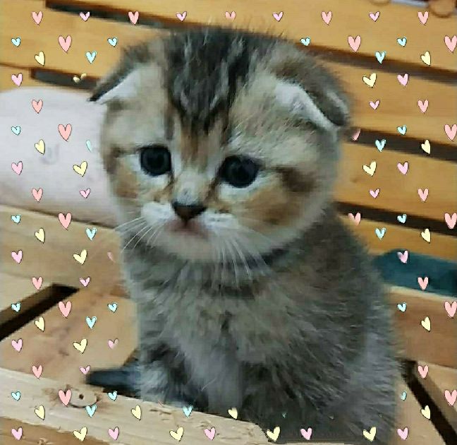 猫图片|宠物猫|猫咪|