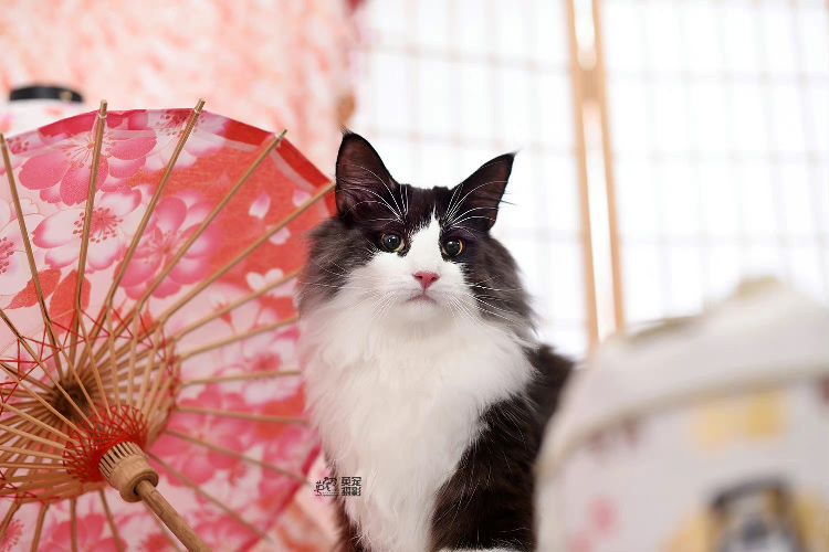 猫图片|宠物猫|猫咪|