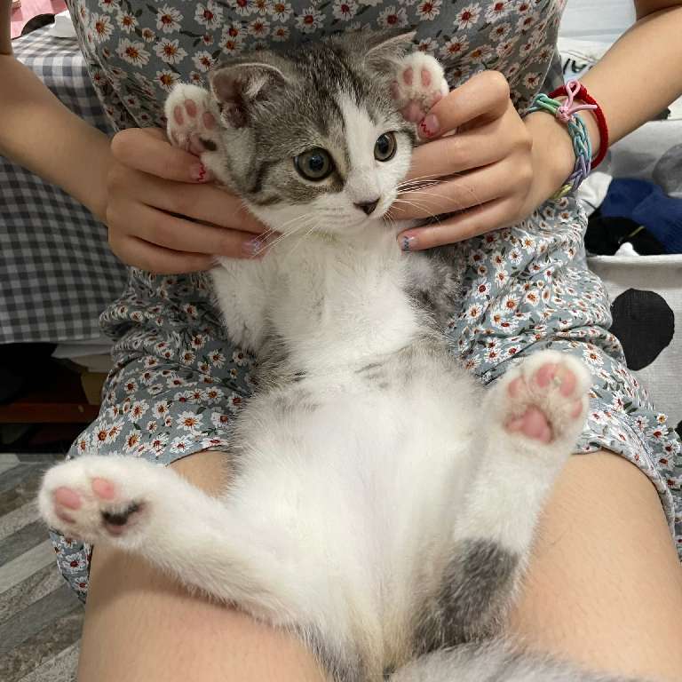 猫图片|宠物猫|猫咪|