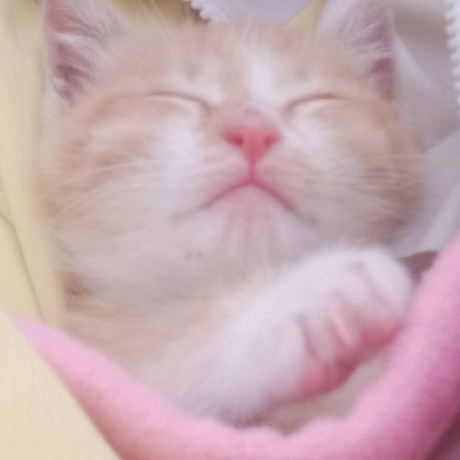 猫图片|宠物猫|猫咪|