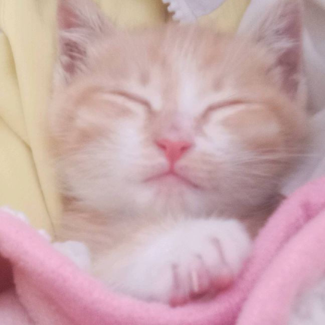 猫图片|宠物猫|猫咪|