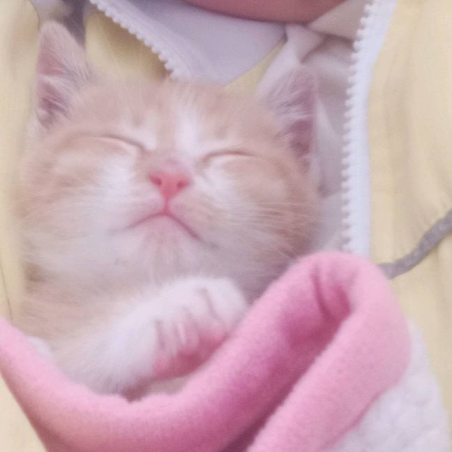 猫图片|宠物猫|猫咪|