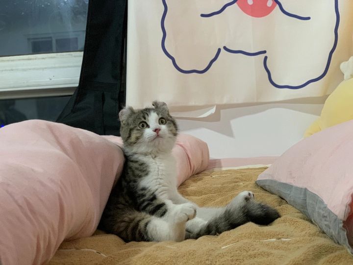 猫图片|宠物猫|猫咪|