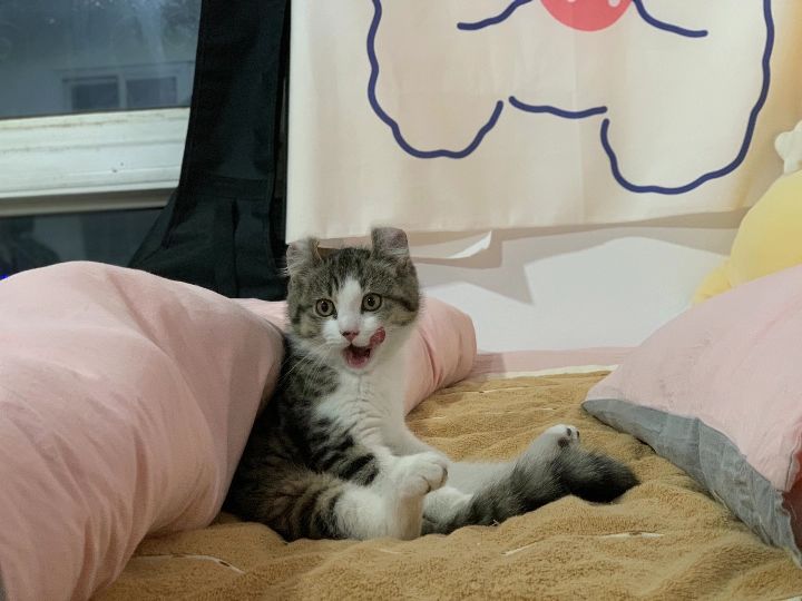 猫图片|宠物猫|猫咪|