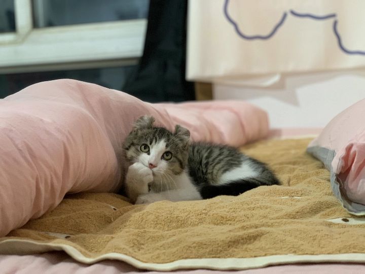 猫图片|宠物猫|猫咪|