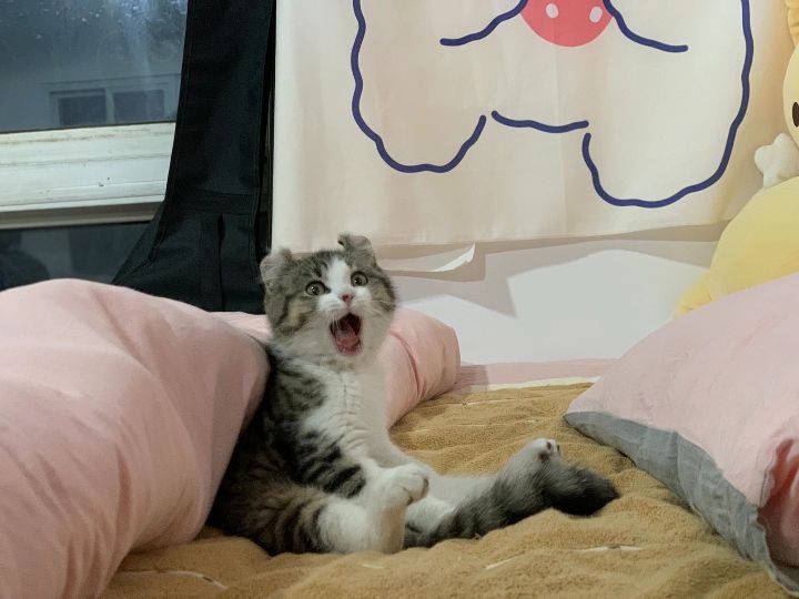 猫图片|宠物猫|猫咪|