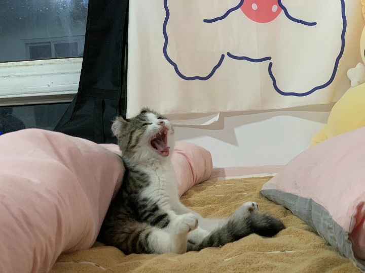 猫图片|宠物猫|猫咪|