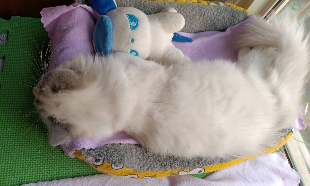 猫图片|宠物猫|猫咪|