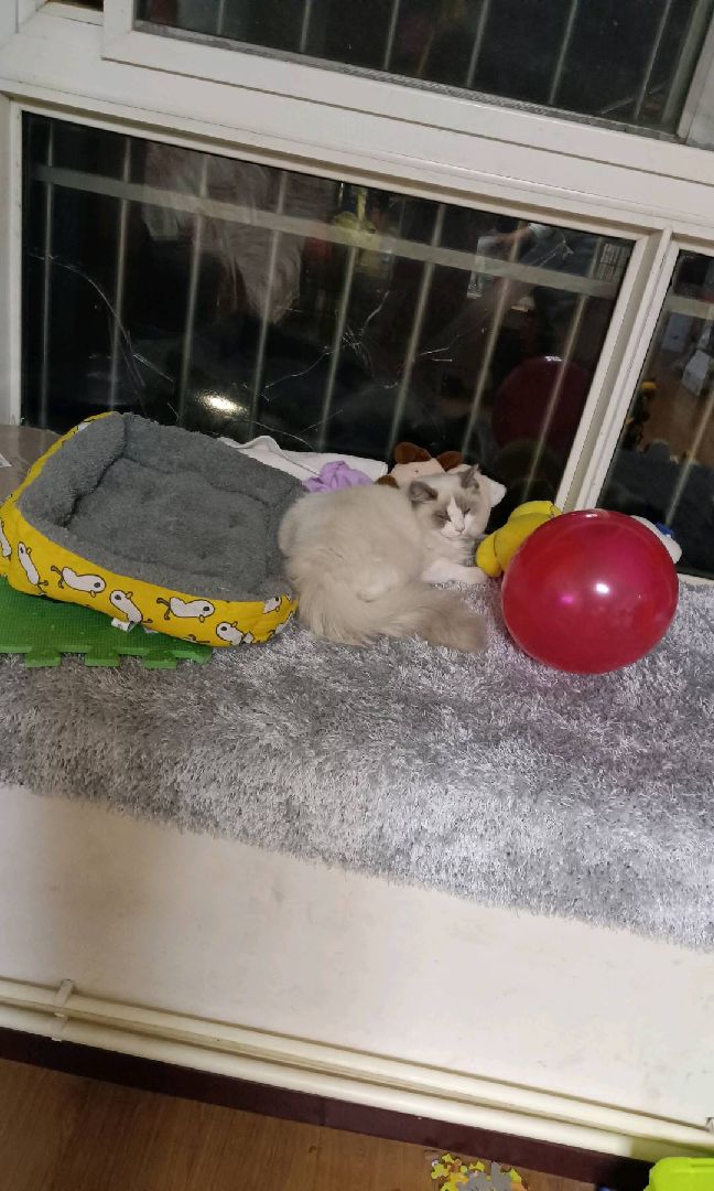 猫图片|宠物猫|猫咪|