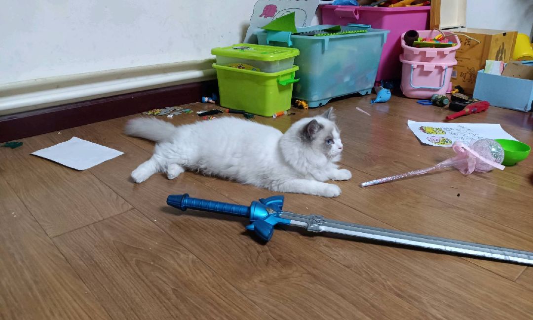 猫图片|宠物猫|猫咪|