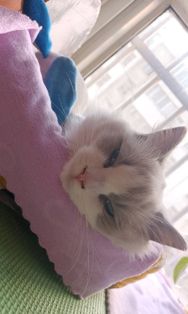 猫图片|宠物猫|猫咪|