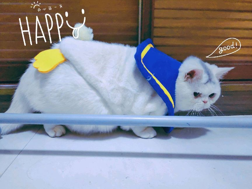 猫图片|宠物猫|猫咪|