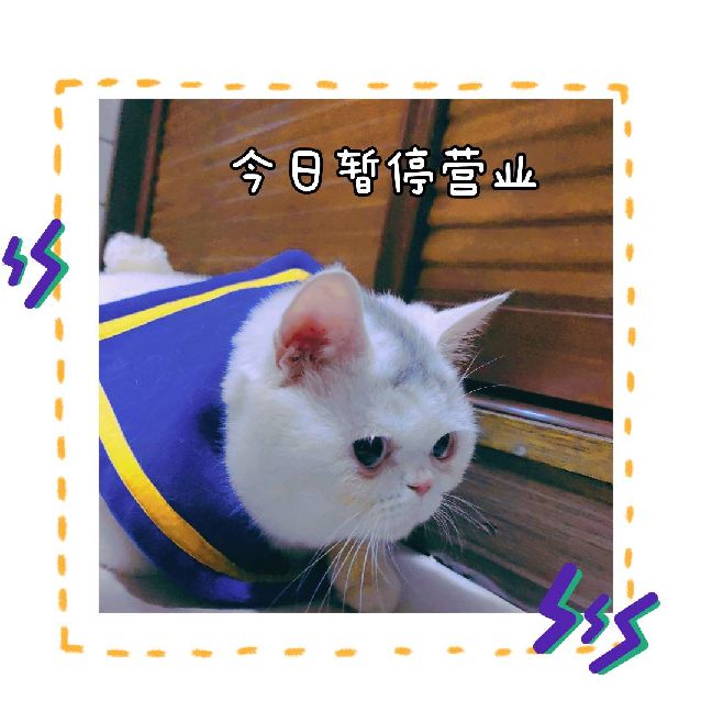 猫图片|宠物猫|猫咪|