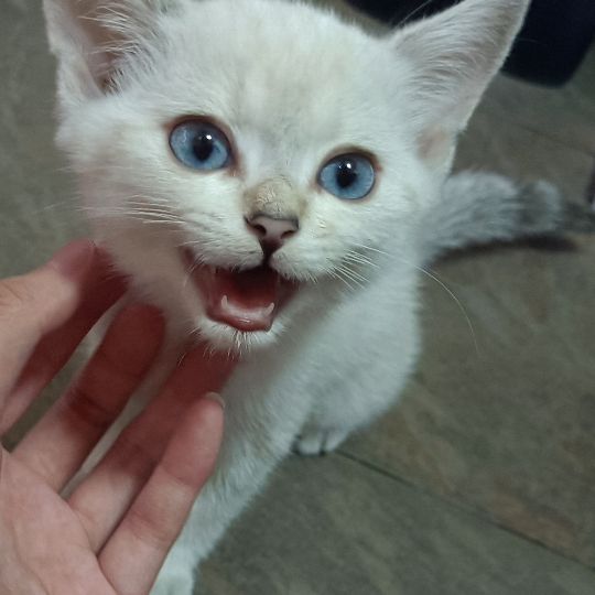 猫图片|宠物猫|猫咪|