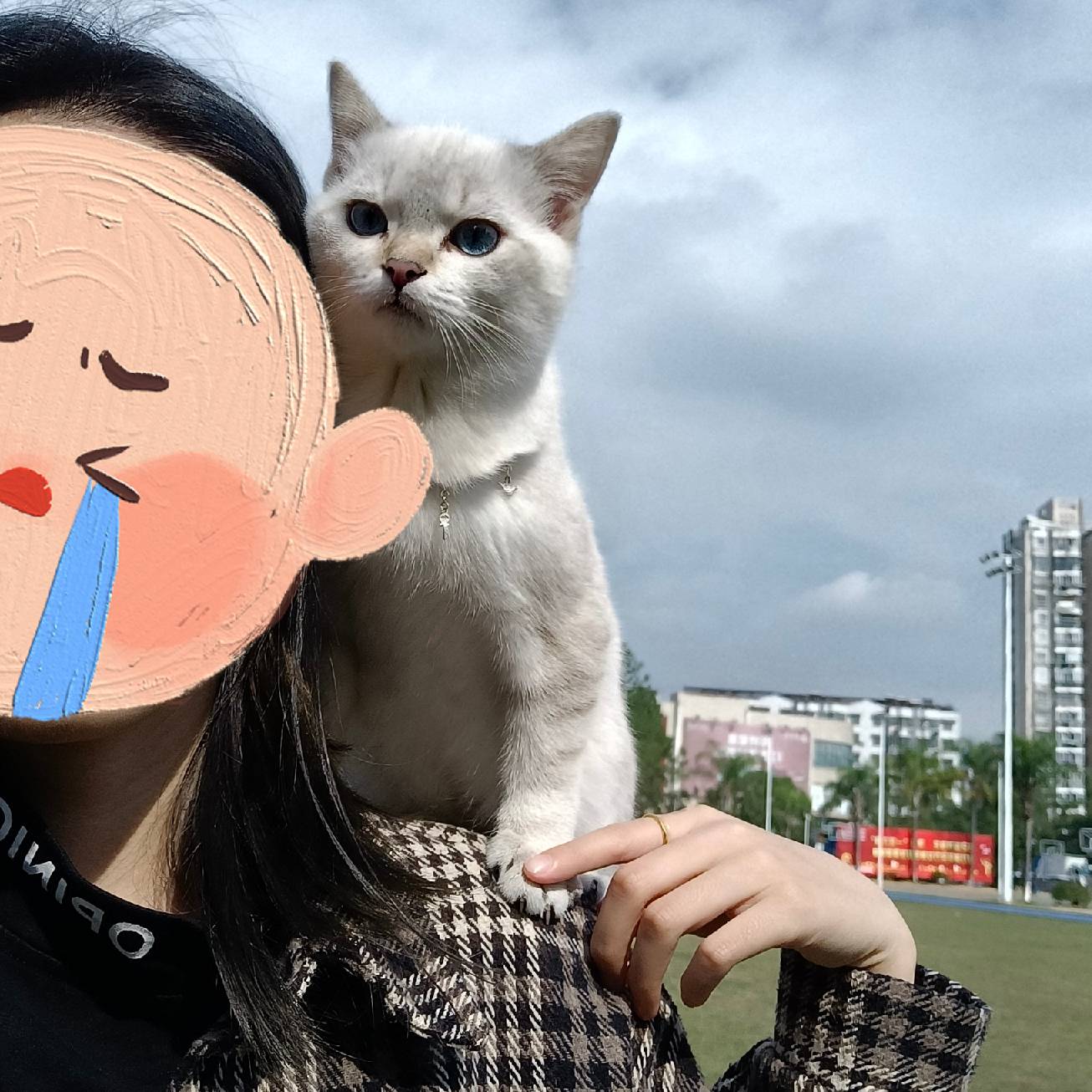 猫图片|宠物猫|猫咪|