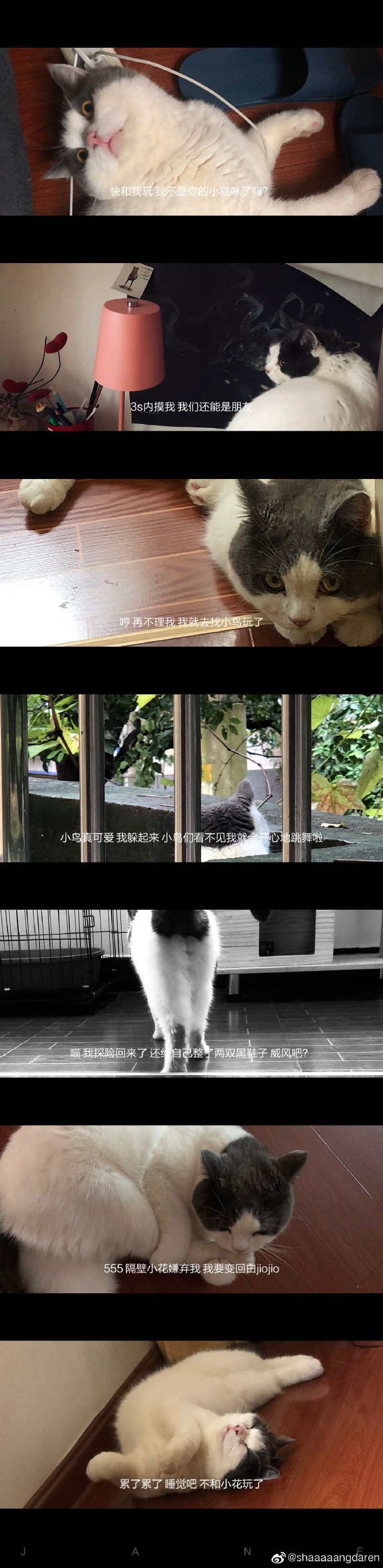 猫图片|宠物猫|猫咪|