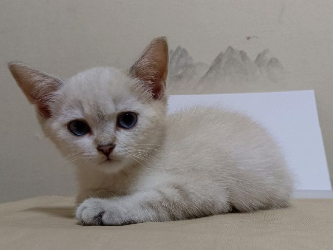 猫图片|宠物猫|猫咪|