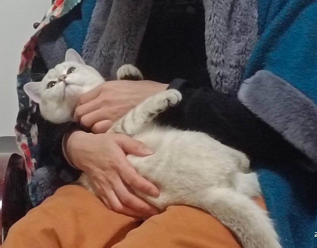 猫图片|宠物猫|猫咪|