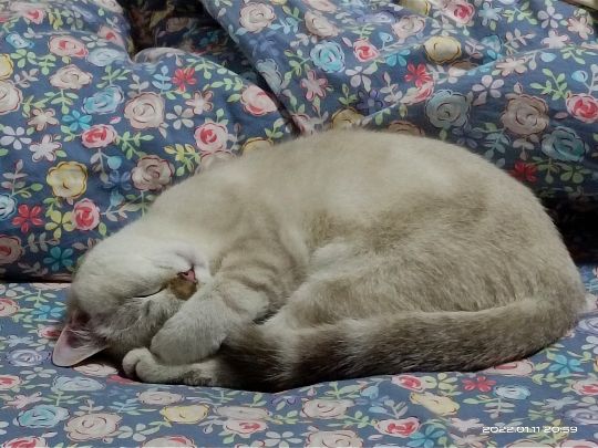 猫图片|宠物猫|猫咪|