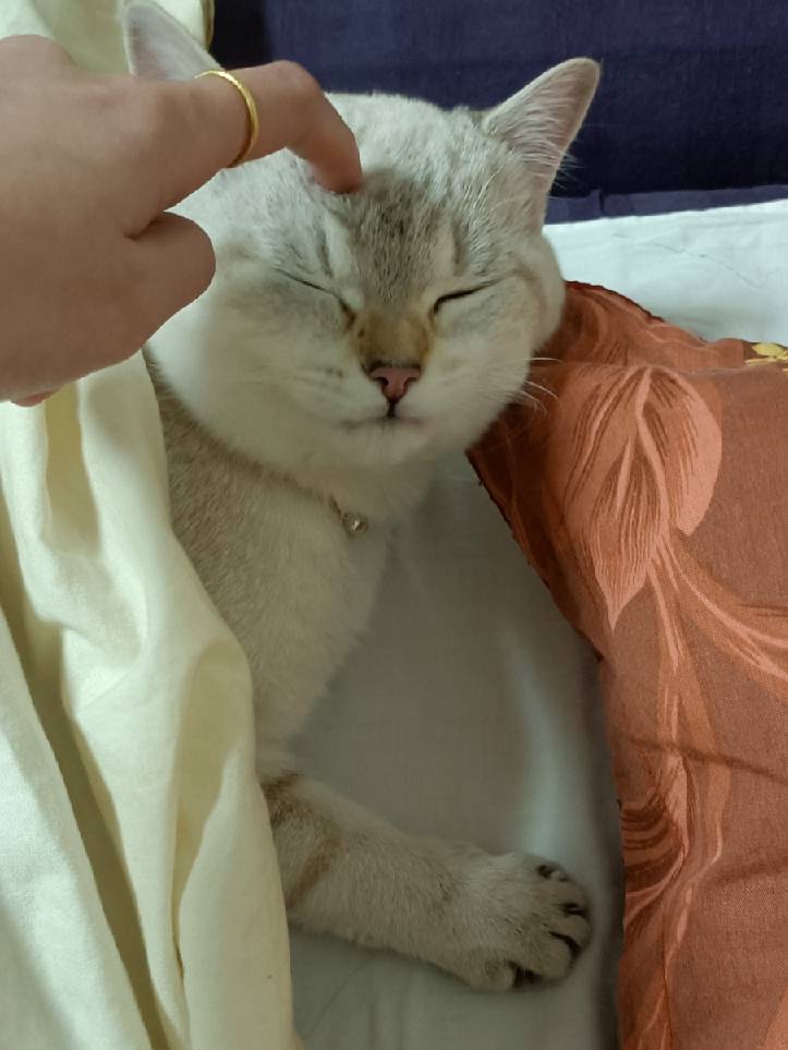 猫图片|宠物猫|猫咪|