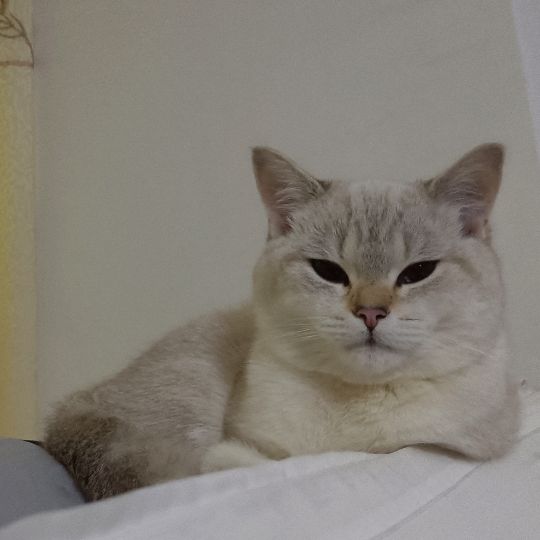 猫图片|宠物猫|猫咪|