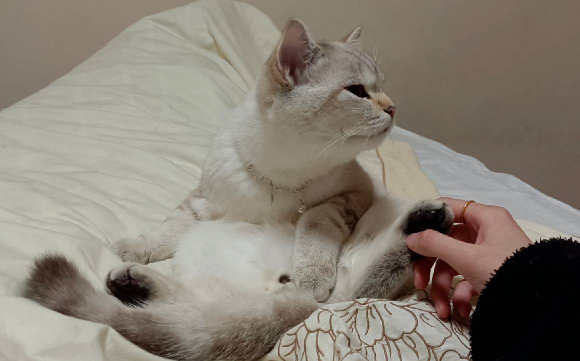 猫图片|宠物猫|猫咪|