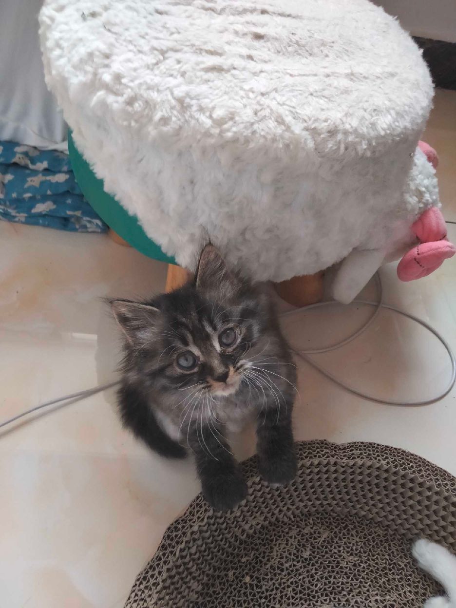 猫图片|宠物猫|猫咪|