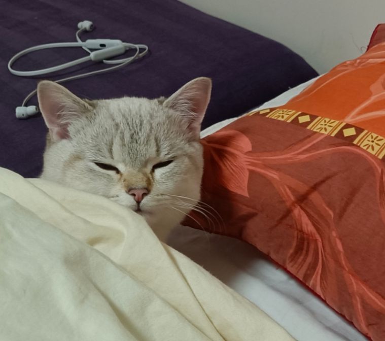 猫图片|宠物猫|猫咪|