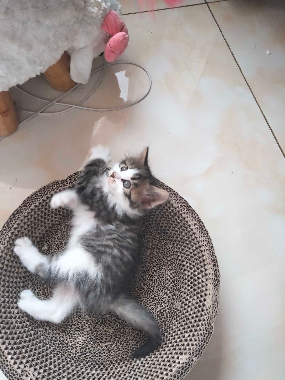 猫图片|宠物猫|猫咪|