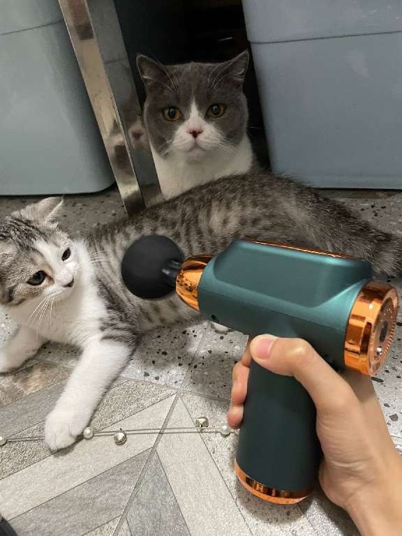 猫图片|宠物猫|猫咪|