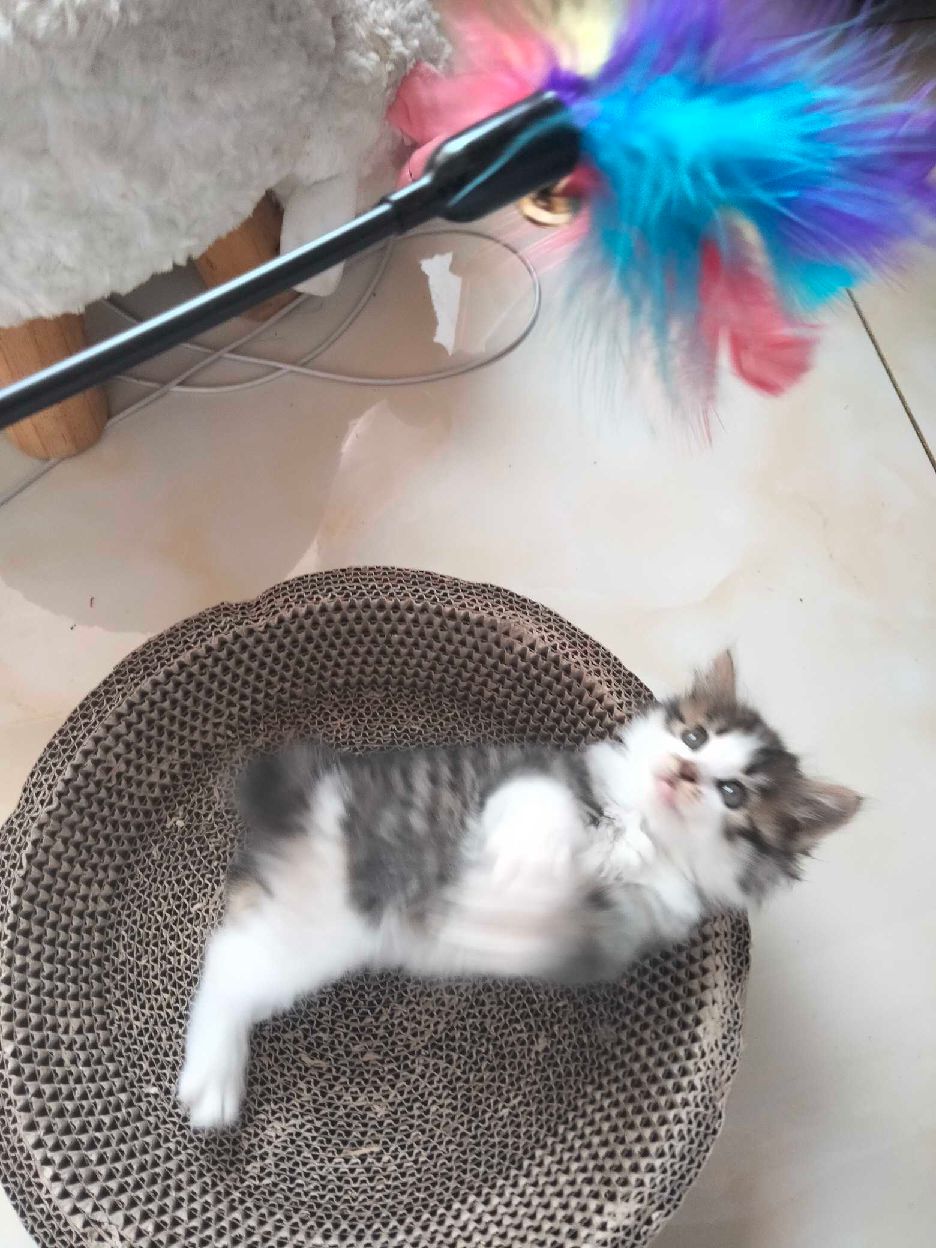 猫图片|宠物猫|猫咪|