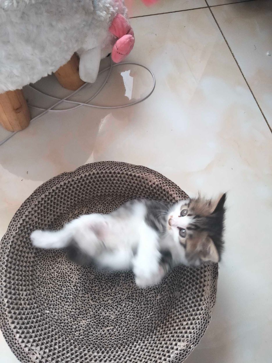 猫图片|宠物猫|猫咪|