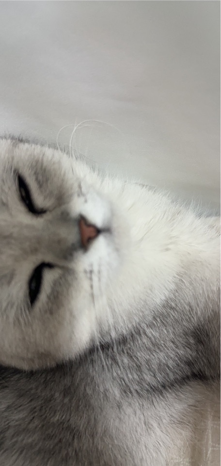 猫图片|宠物猫|猫咪|