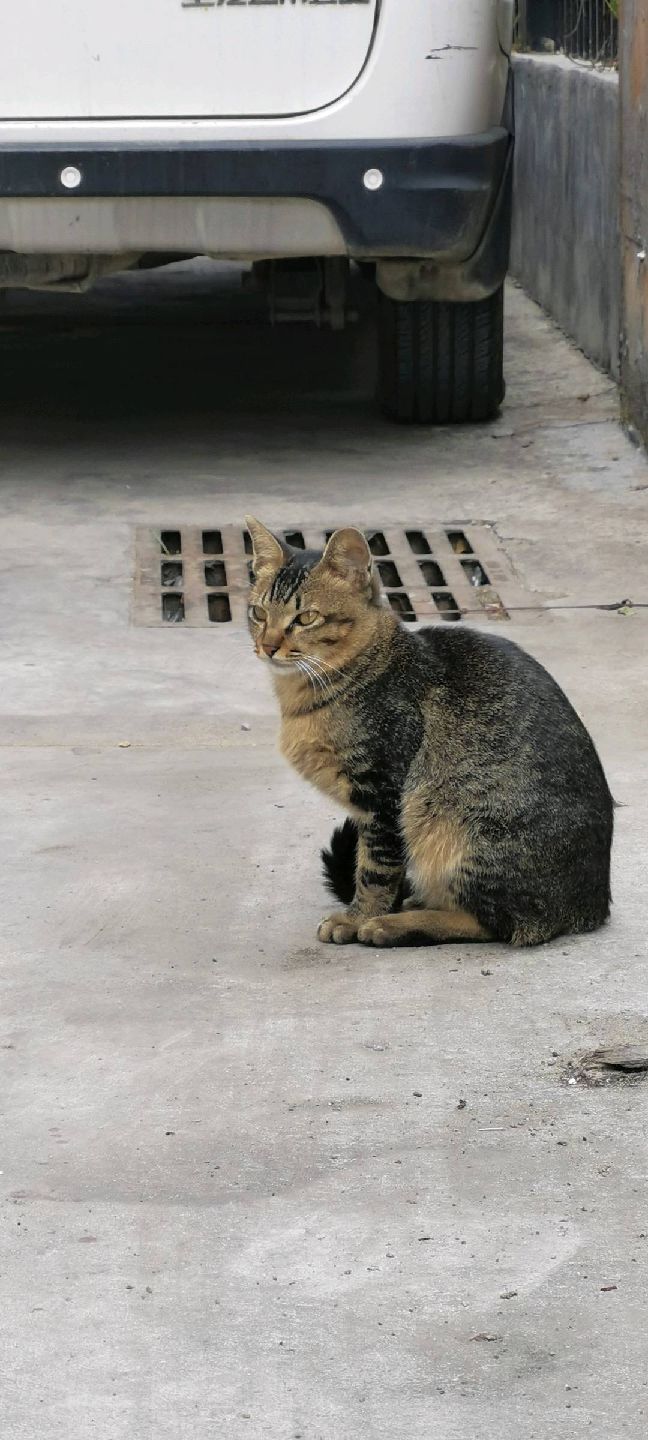 猫图片|宠物猫|猫咪|