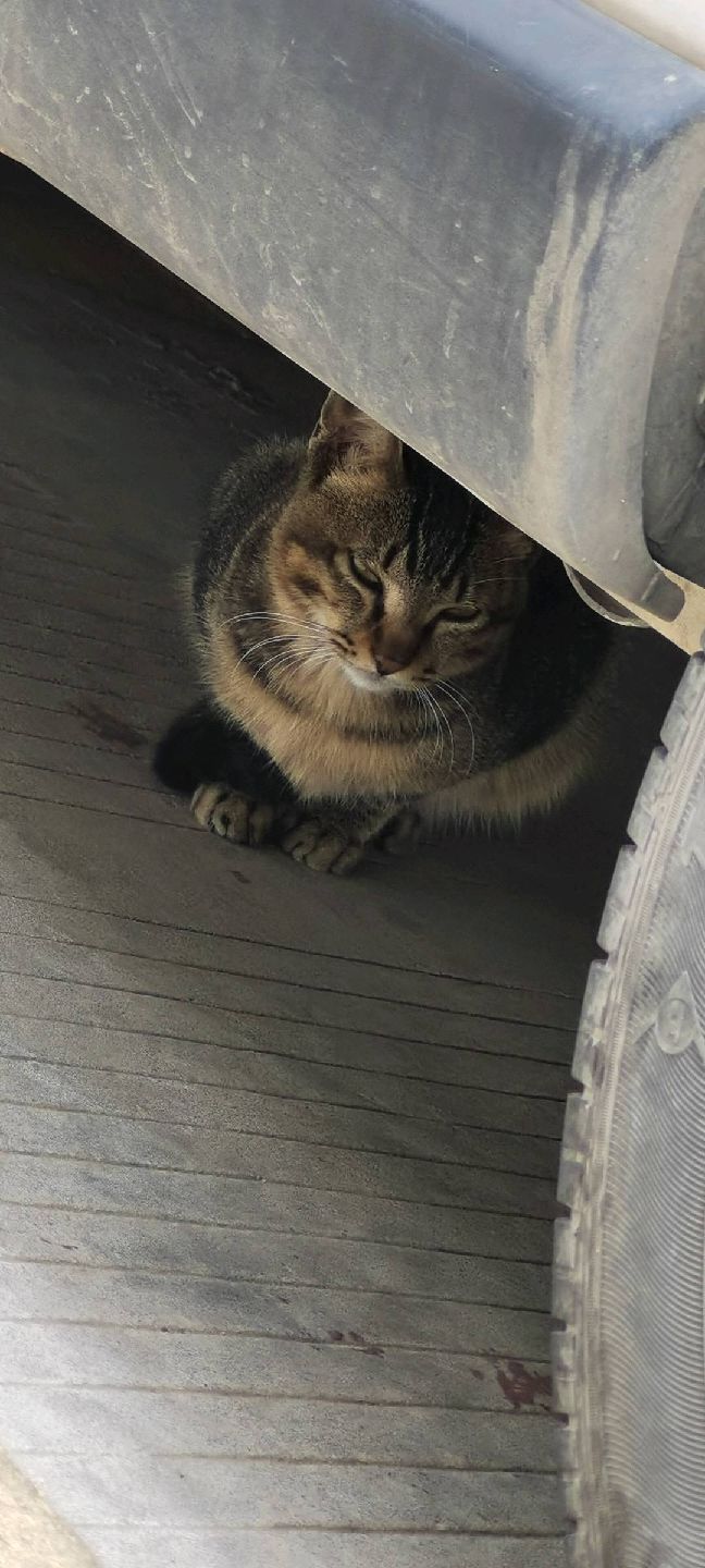 猫图片|宠物猫|猫咪|