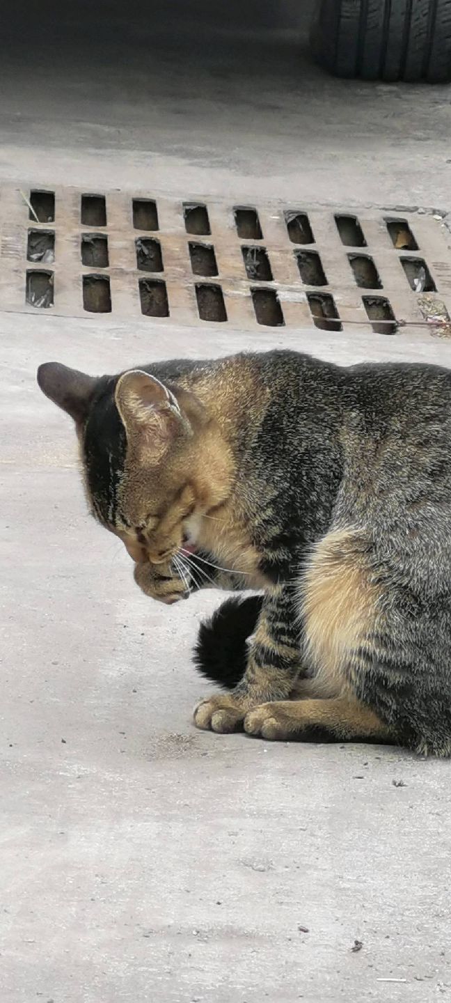 猫图片|宠物猫|猫咪|