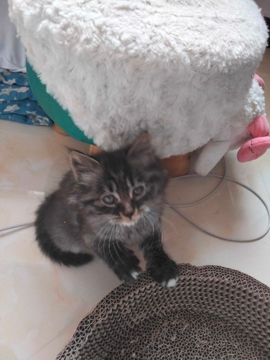 猫图片|宠物猫|猫咪|