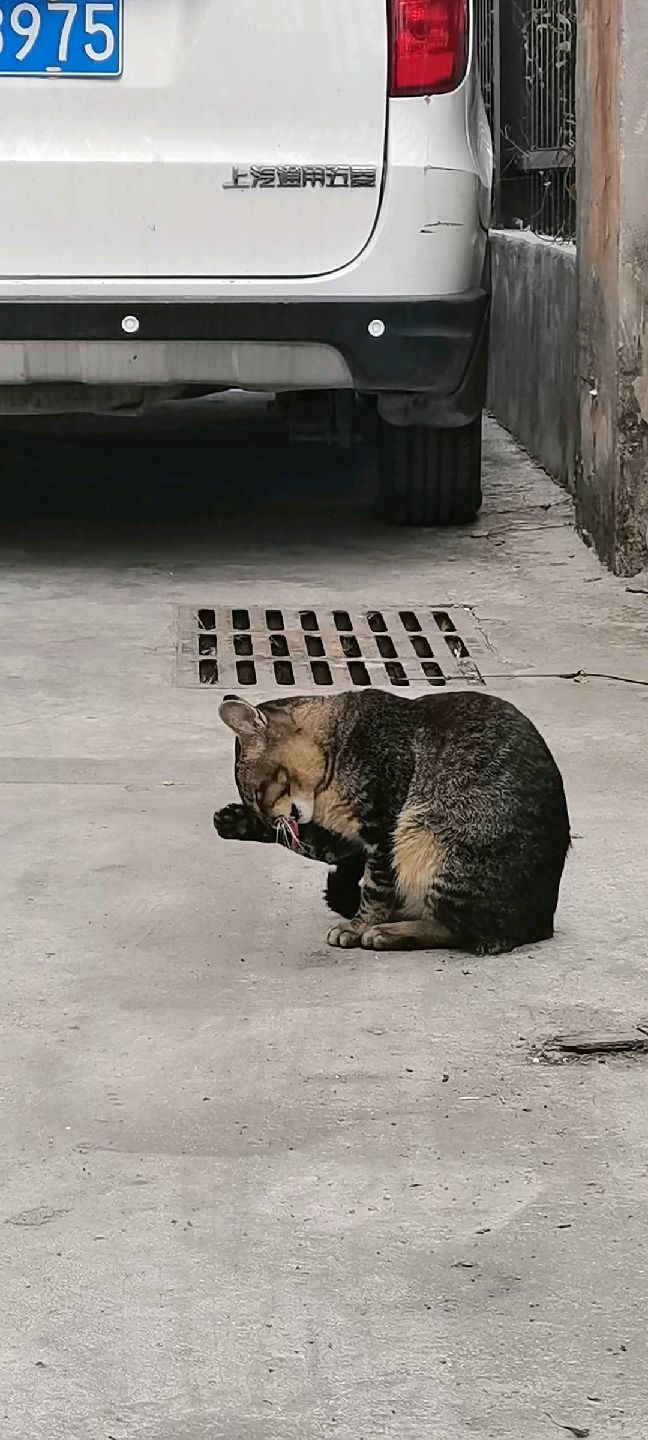 猫图片|宠物猫|猫咪|