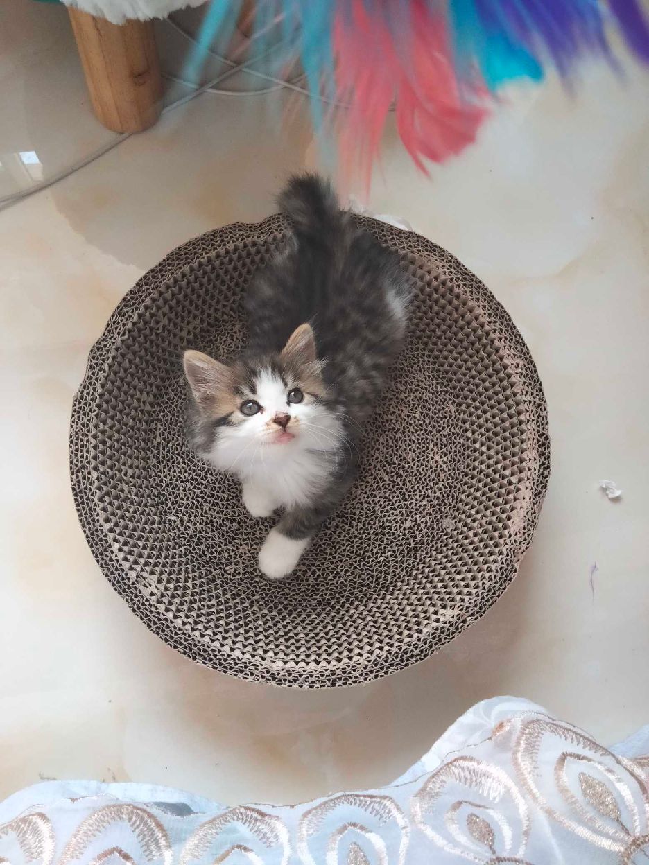 猫图片|宠物猫|猫咪|