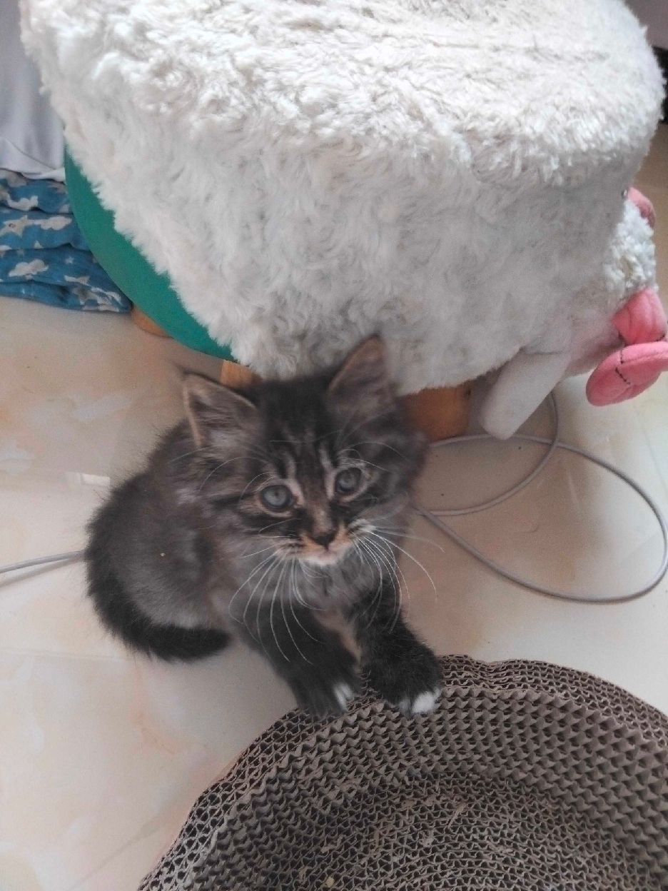 猫图片|宠物猫|猫咪|