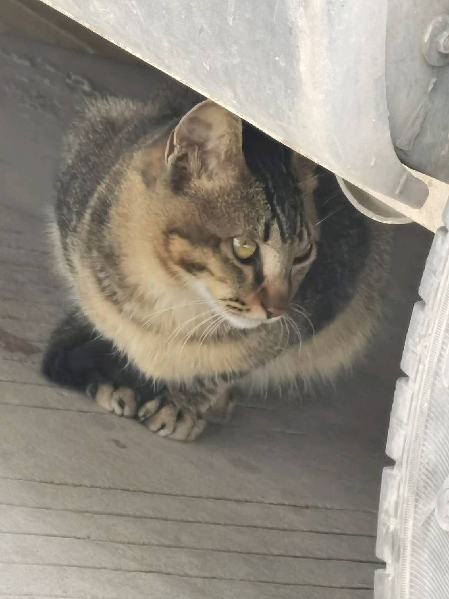 猫图片|宠物猫|猫咪|