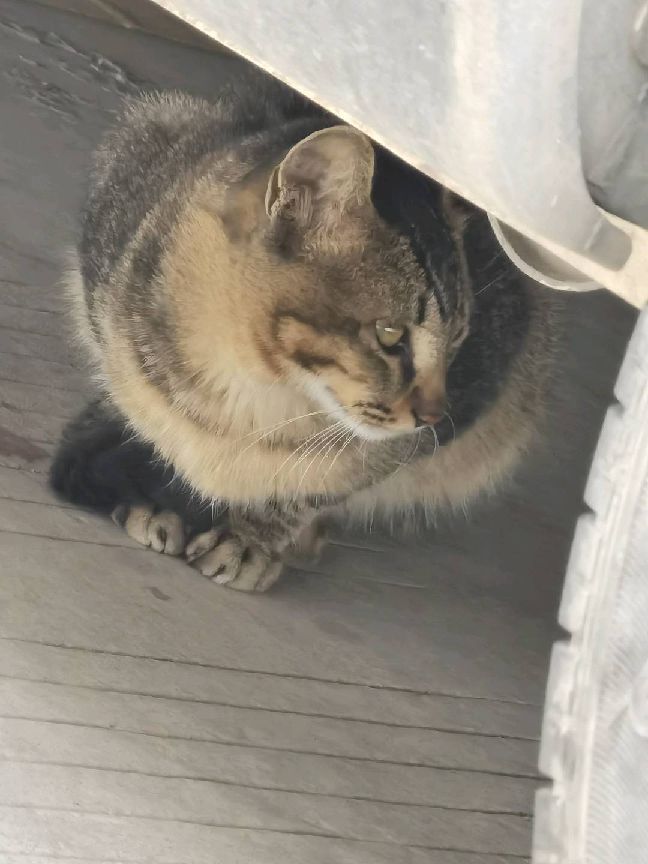 猫图片|宠物猫|猫咪|