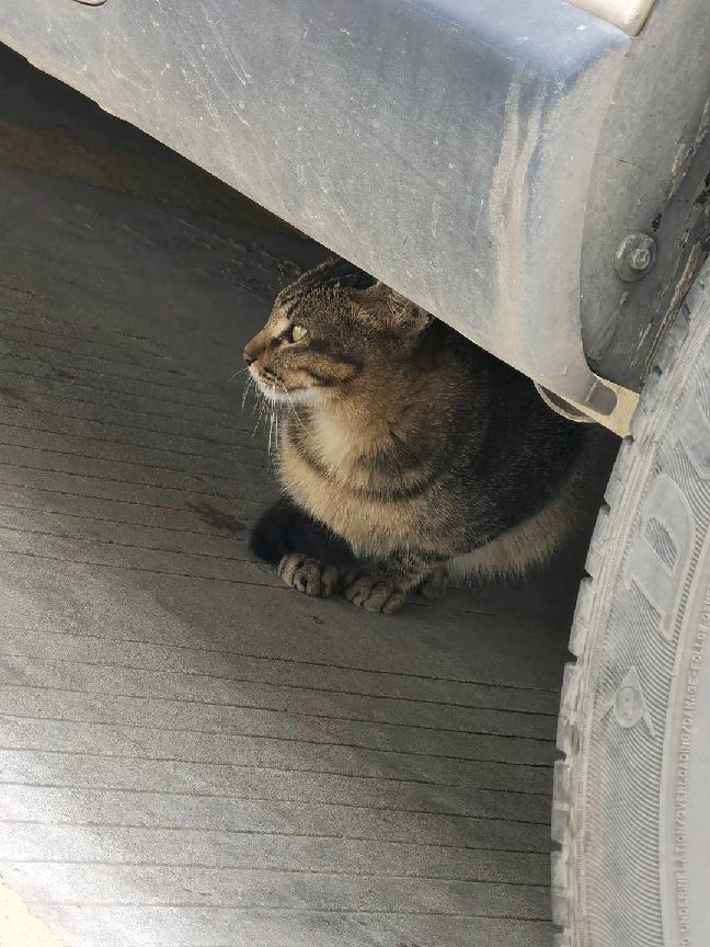 猫图片|宠物猫|猫咪|