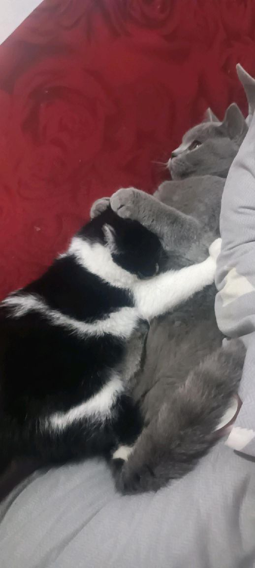 猫图片|宠物猫|猫咪|