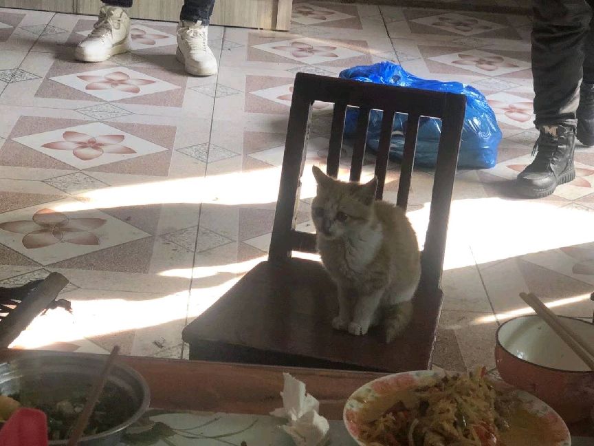 猫图片|宠物猫|猫咪|