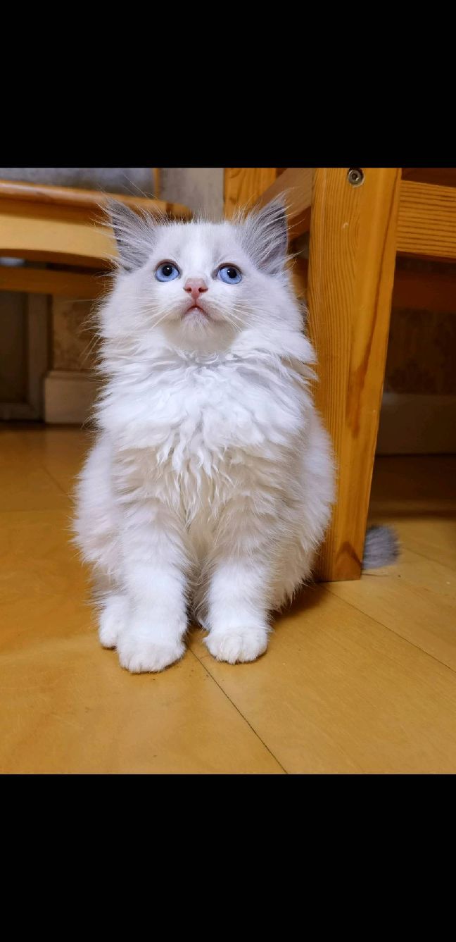 猫图片|宠物猫|猫咪|