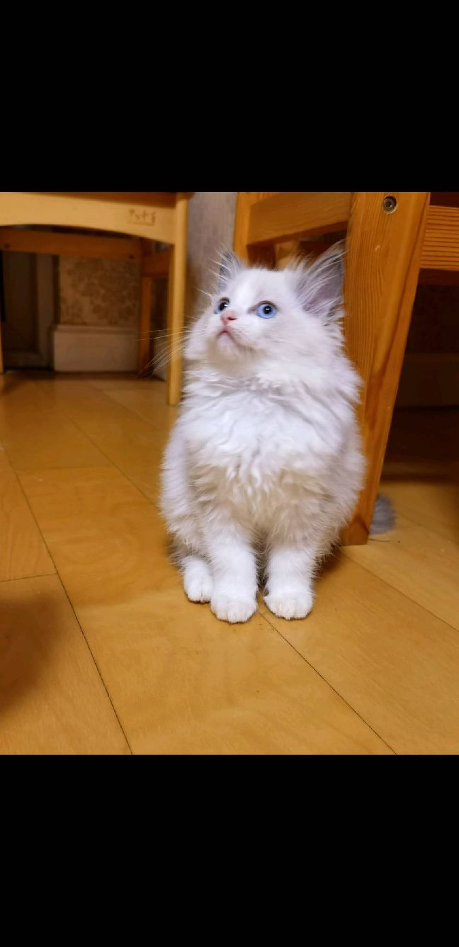 猫图片|宠物猫|猫咪|