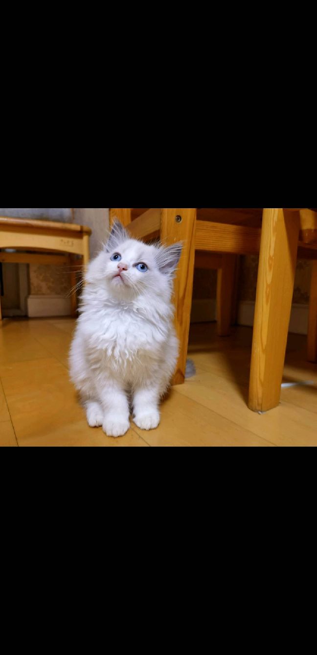 猫图片|宠物猫|猫咪|