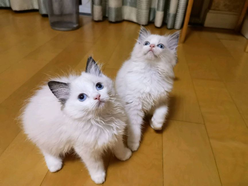 猫图片|宠物猫|猫咪|