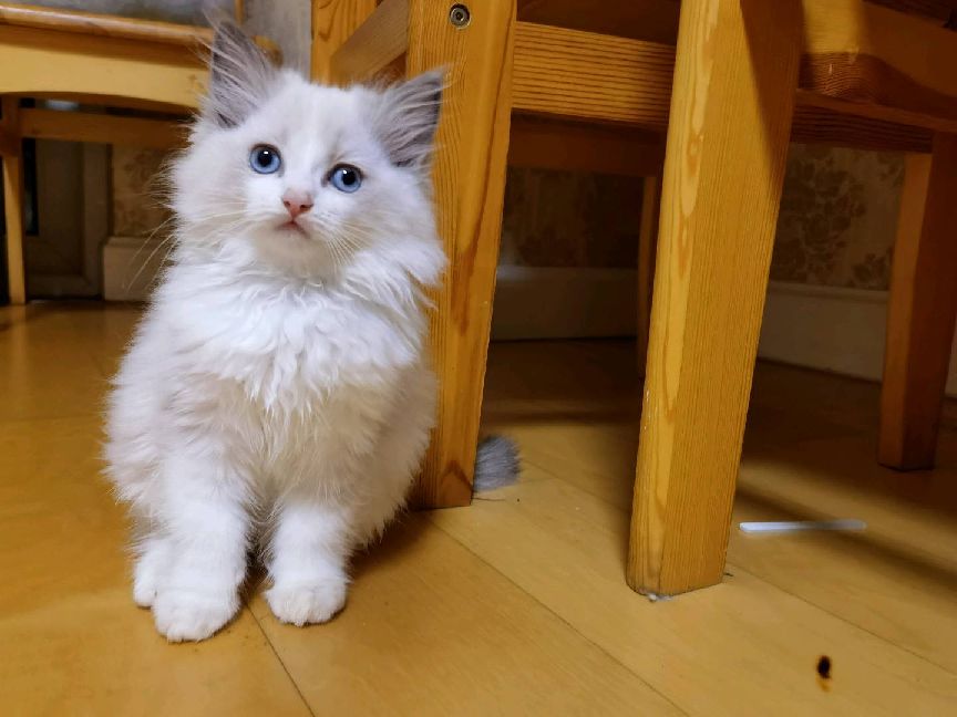 猫图片|宠物猫|猫咪|